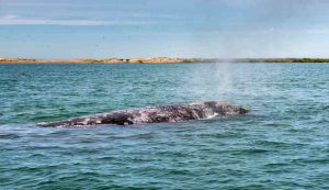 balena grigia in superficie