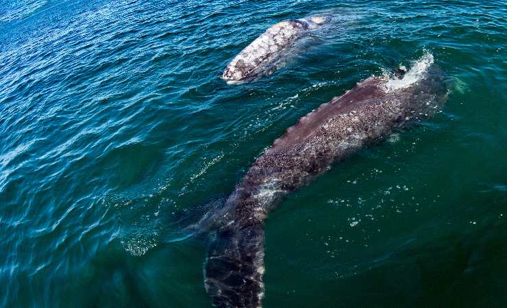 balene grigie in mare