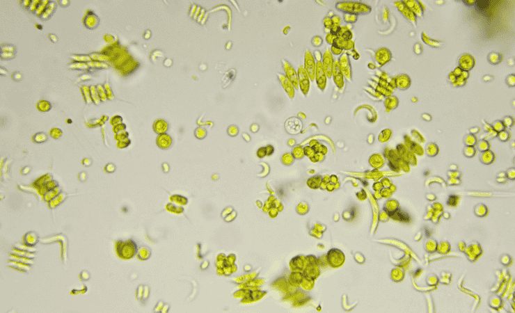 fitoplancton al microscopio