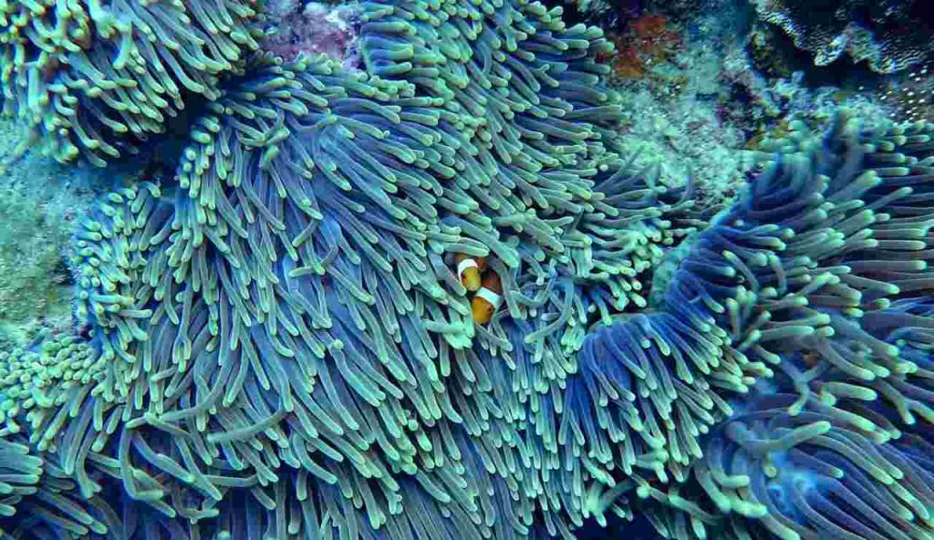 Illustrazione di alcuni coralli (Pixabay FOTO) - marinecue.it