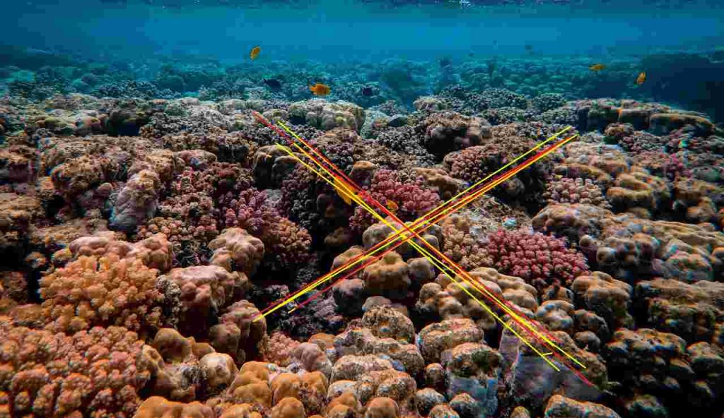 Illustrazione di coralli che stanno scomparendo (Pexels FOTO) - marinecue.it