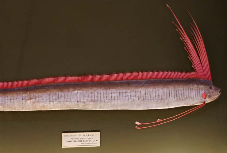 Illustrazione di un Oarfish Regalecus glesne (Wikipedia Sandstein FOTO) - marinecue.it