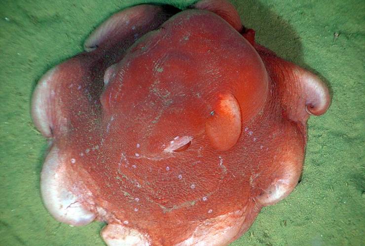 Illustrazione di un esemplare di Opisthoteuthis californiana (Wikipedia NOAA) - marinecue.it