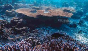 Illustrazione di un fondale marino (Pexels FOTO) - marinecue.it