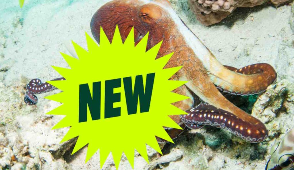 Illustrazione di un nuovo polpo (Canva FOTO) - marinecue.it
