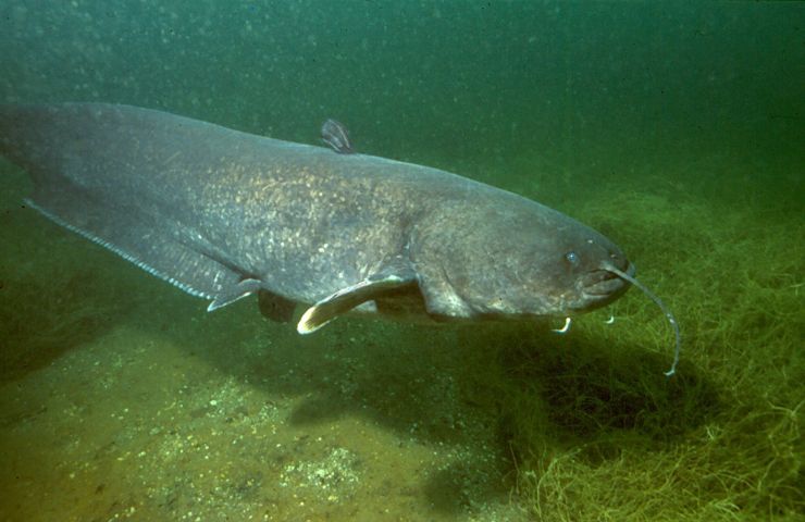 Illustrazione di un pesce siluro (Wikipedia Dieter Florian FOTO) - marinecue.it