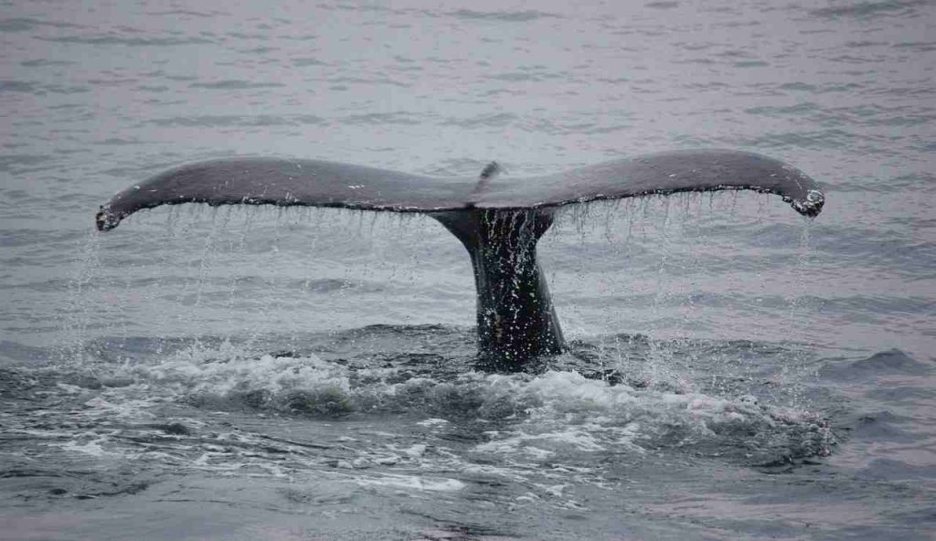 Illustrazione di una coda di una balena (Pixabay FOTO9 - marinecue.it