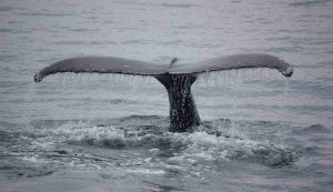 Illustrazione di una coda di una balena (Pixabay FOTO9 - marinecue.it