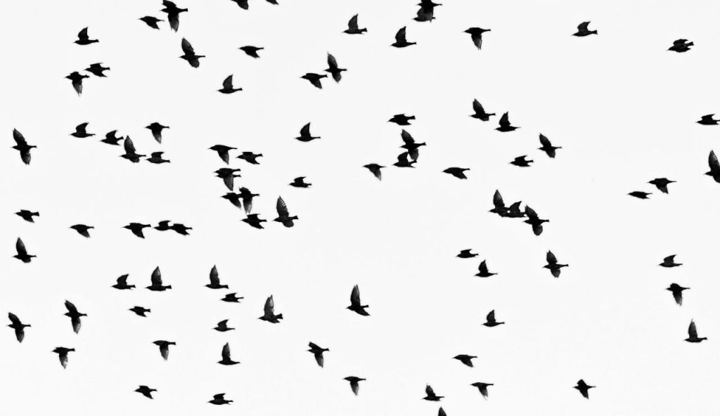 Illustrazione di una migrazione (Pexels FOTO) - marinecue.it