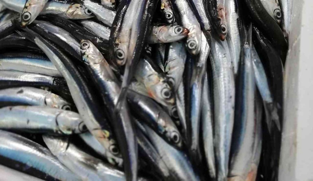 Illustrazione di una pesca (Pexels FOTO) - marinecue.it