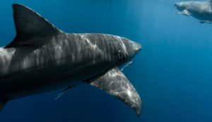 Illustrazione di uno squalo (Pexels FOTO) - marinecue.it