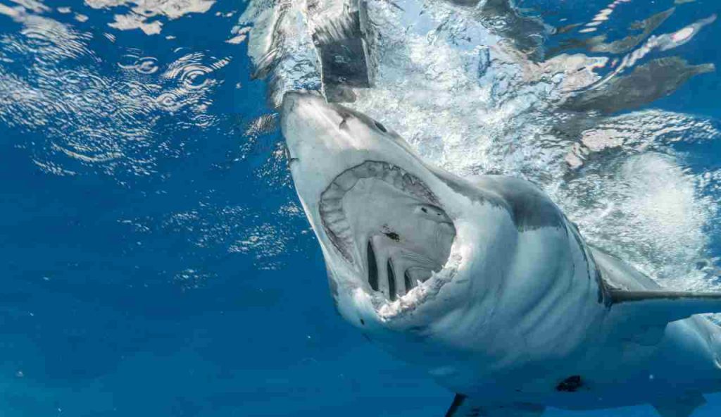 Illustrazione di uno squalo all'attacco (Pexels FOTO) - marinecue.it