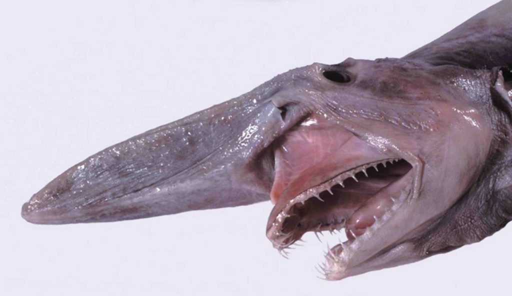 Illustrazione di uno squalo goblin (Wikipedia Dianne Bray _ Museum Victoria FOTO) - marinecue.it