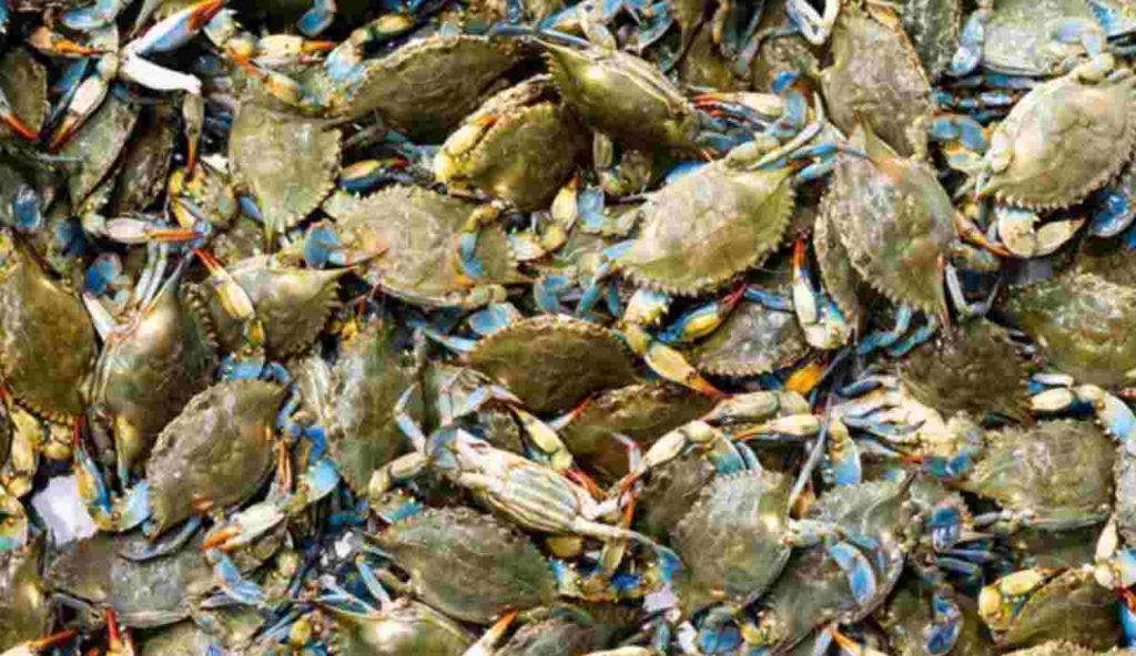 Invasione del granchio blu (Depositphotos foto) - www.marinecue.it