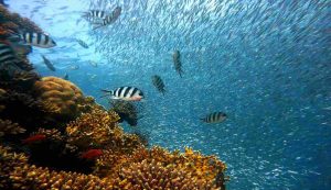pesci nel mare