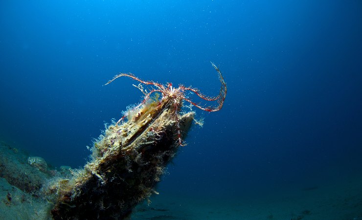 pinna nobilis nel mare
