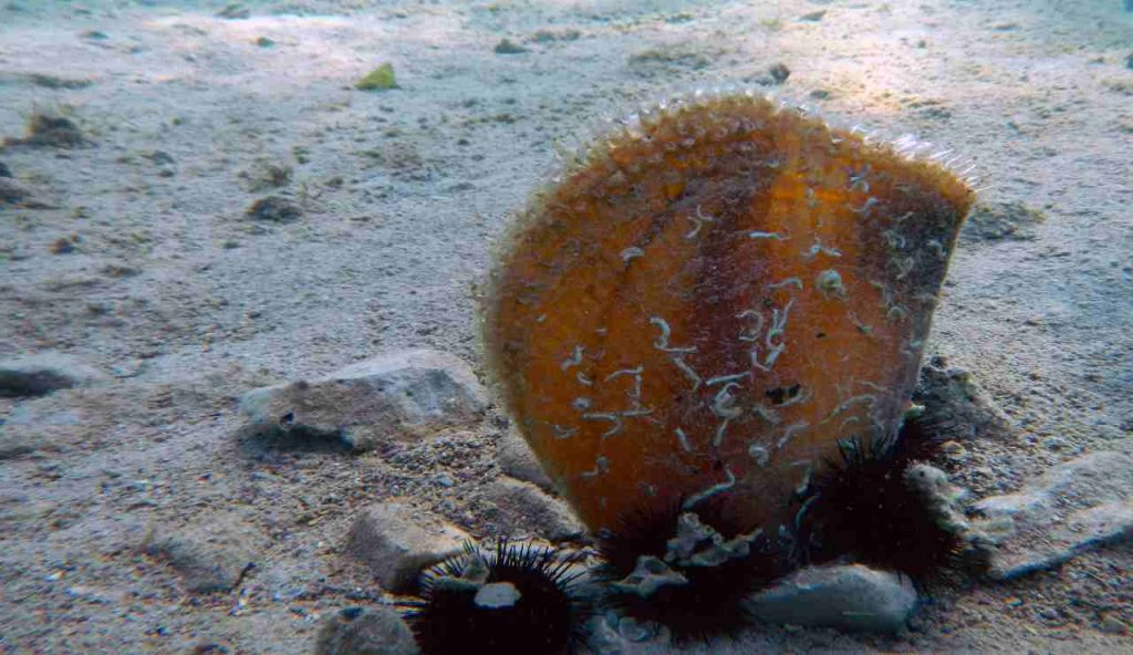 pinna nobilis su fondale