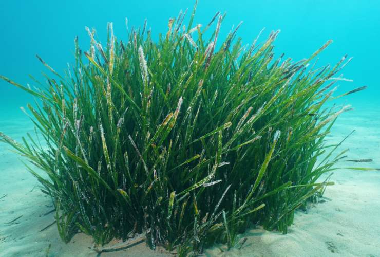 Illustrazione di una pianta di Posidonia (Canva FOTO) - marinecue.it