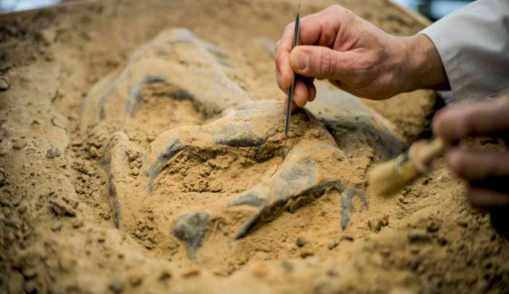 Questa specie si era estinta 65 milioni di anni fa a causa dell’impatto col meteorite | Riapparsa magicamente dai fondali