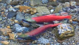 Salmoni