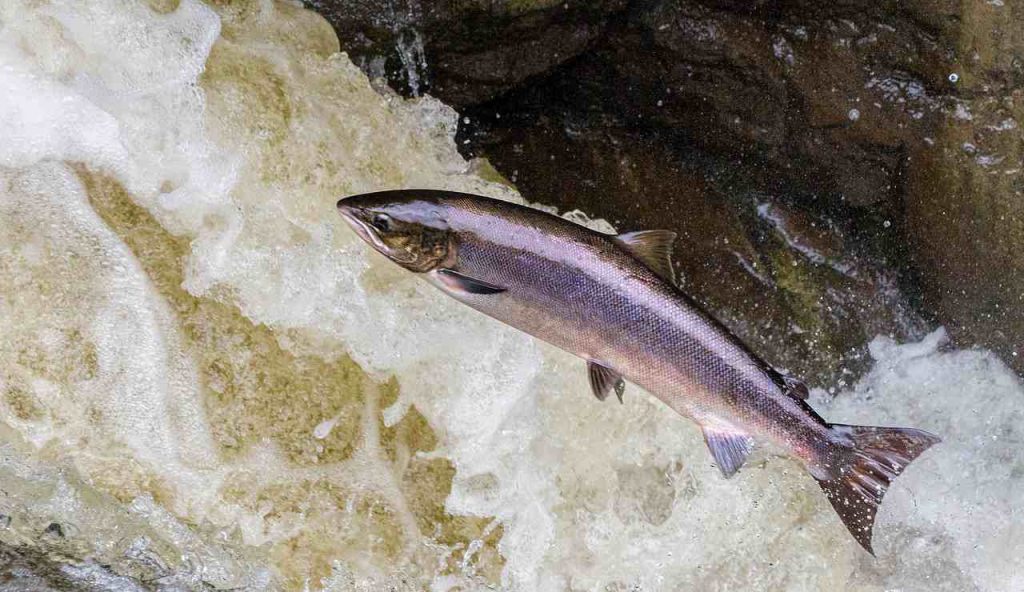 Salmone controcorrente