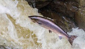 Salmone controcorrente
