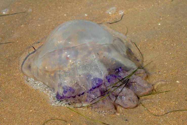 Spiaggia off limits più belle italia invasa rischi grosso