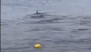 pinna emerge dal mare