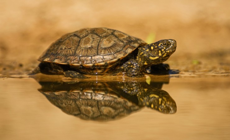 testuggine palustre europea