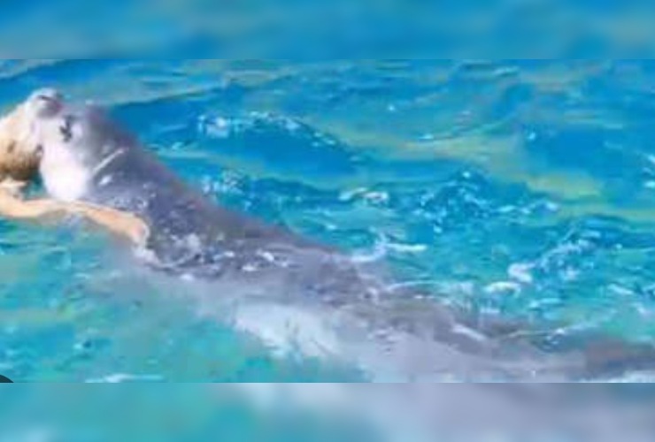 Foca monaca