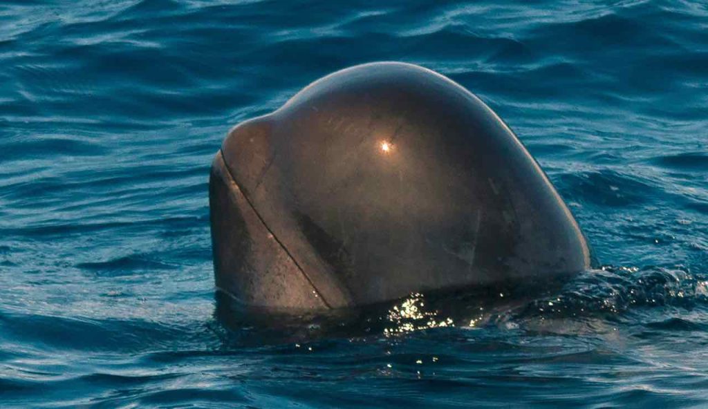 O non si tratta di orca?