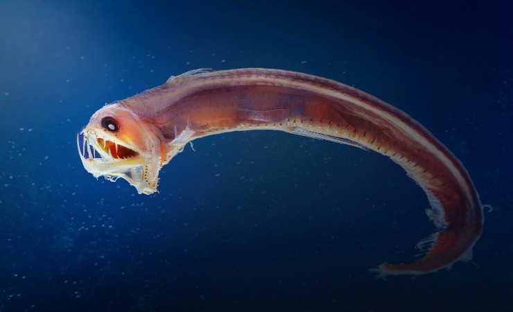 viperfish esemplare