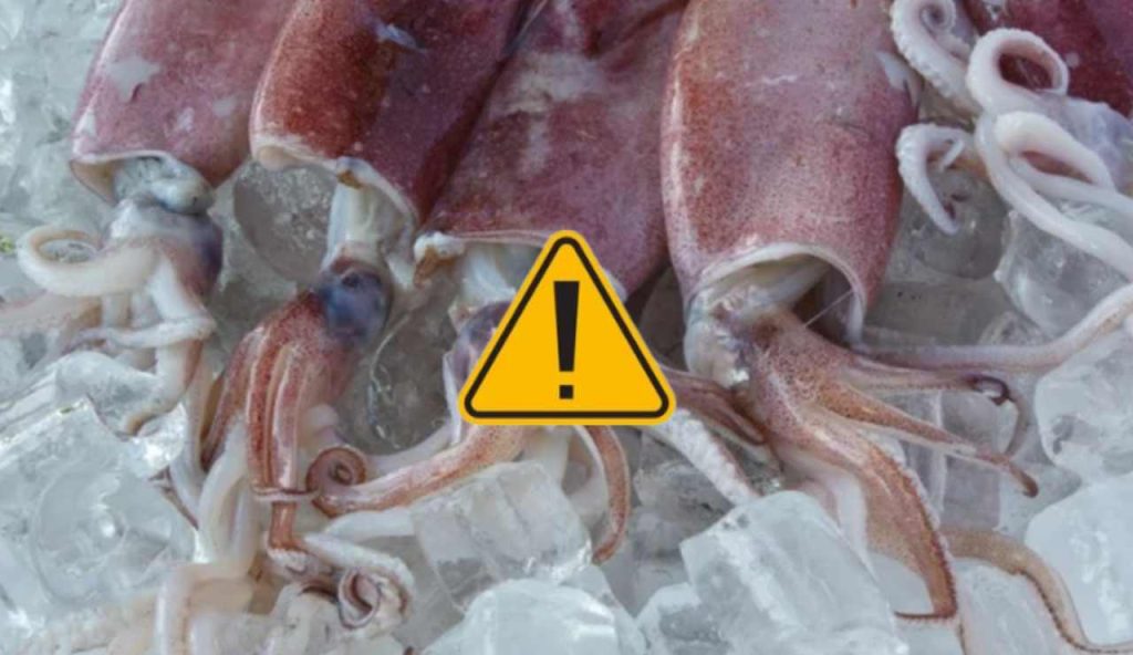 Calamari e pericoli (Depositphotos foto) - www.marinecue.it