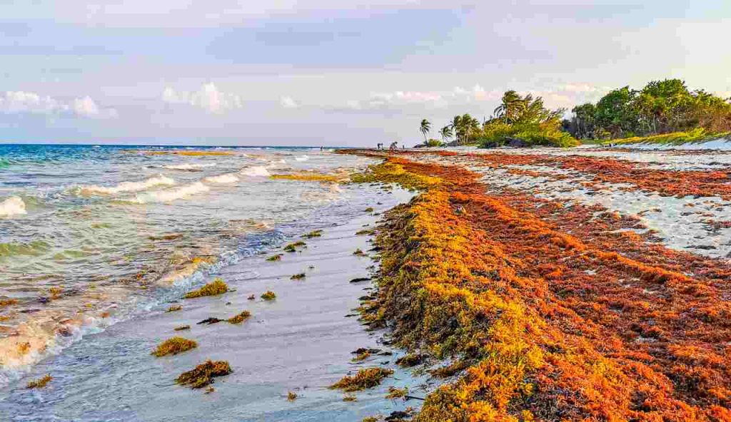 caraibi deturpati
