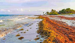 caraibi deturpati