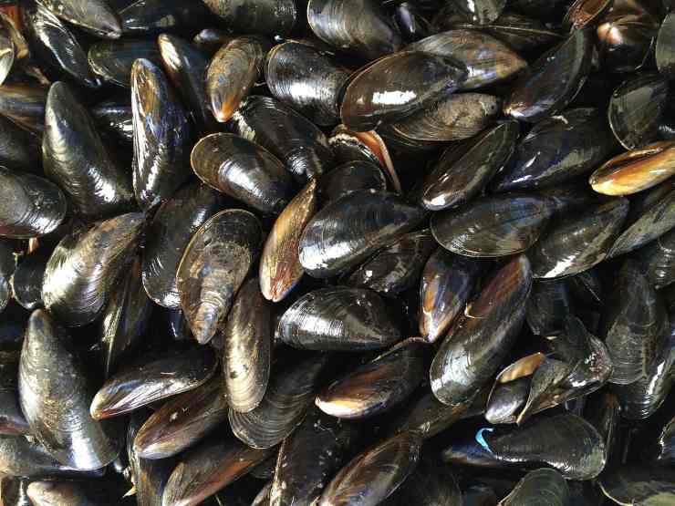 Cozze (Pixabay foto) - www.marinecue.it