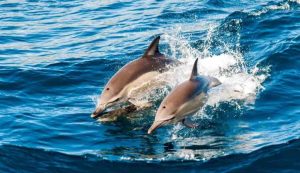Delfini