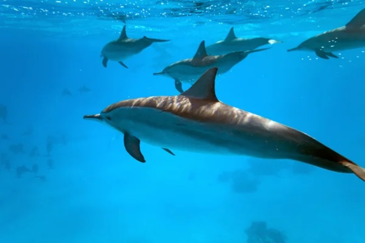 Delfini in mare