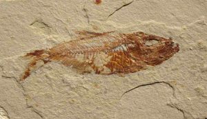 fossile marino