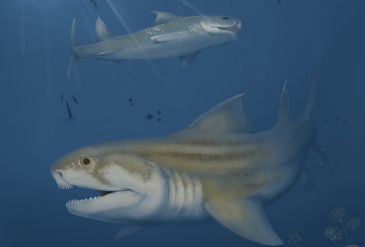 Illustrazione degli squali (Benji Paynose. FOTO) - marinecue.it