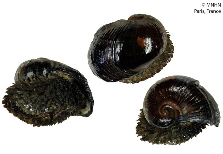 Illustrazione della lumaca vulcanica (Marie HENNION - MNHN - Museum national d'Histoire naturelle FOTO) - marinecue.it