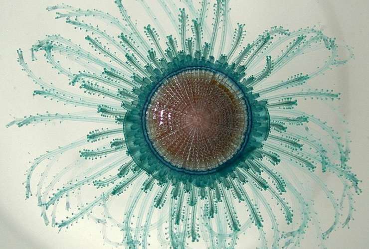 Illustrazione di Porpita porpita (Wikipedia Bruce Moravchik (NOAA) FOTO) - marinecue.it