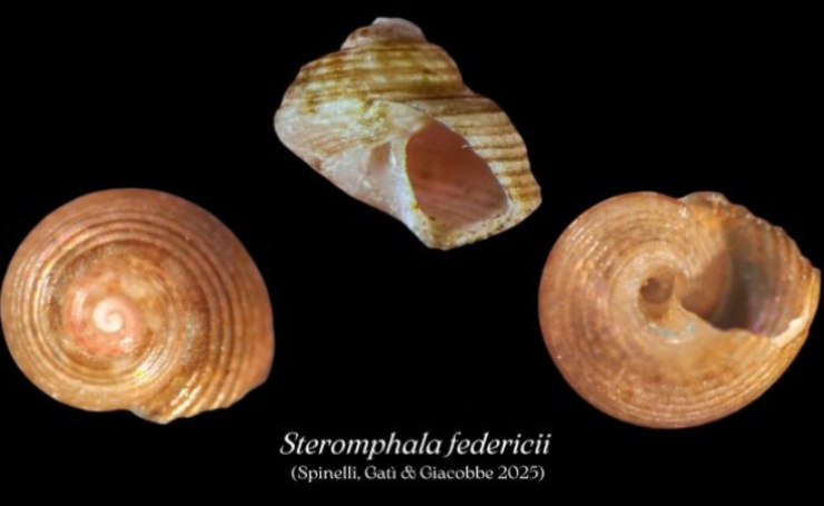 Illustrazione di Steromphala federicii (ScubaPortal FOTO) - marinecue.it