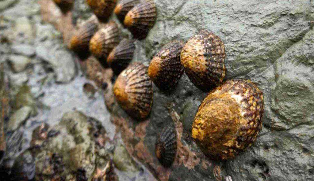 Illustrazione di alcune patelle (Canva FOTO) - marinecue.it