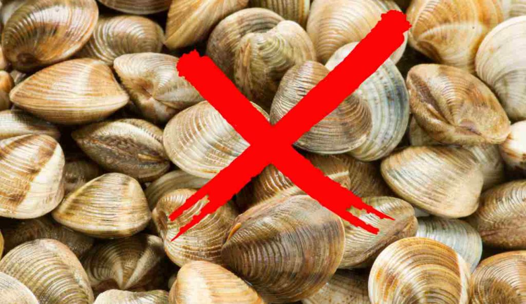 Illustrazione di alcune vongole (Canva FOTO) - marinecue.it