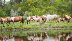 Illustrazione di alcuni cavalli a Assateague (Canva FOTO) - marinecue.it