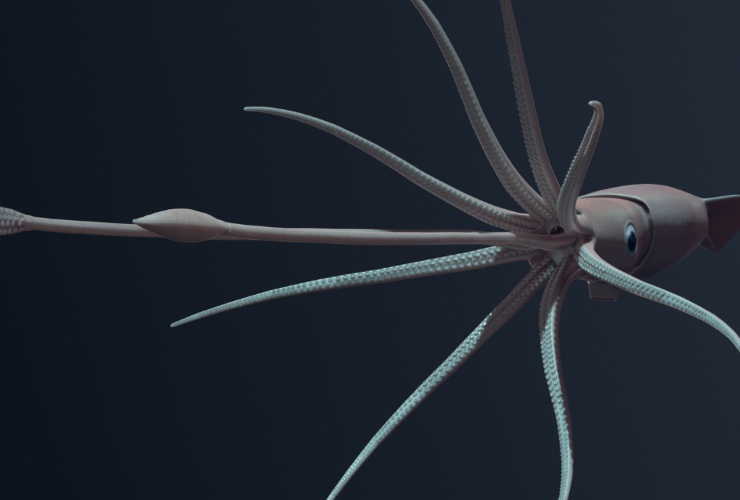 Illustrazione di un calamaro gigante (Canva FOTO) - marinecue.it