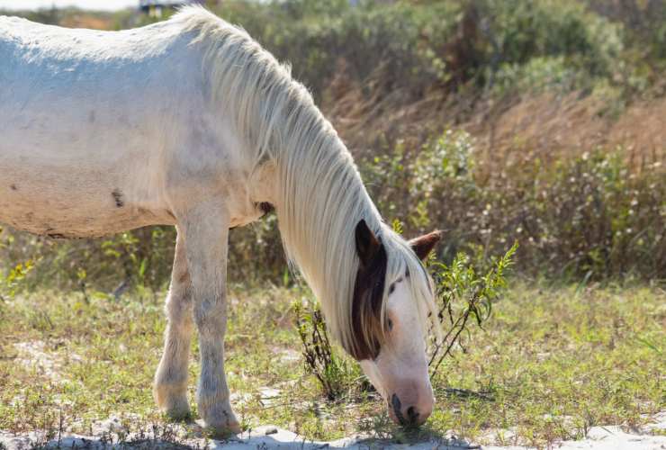 Illustrazione di un cavallo ad Assateague (Canva FOTO) - marinecue.it