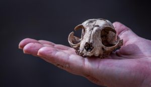 Illustrazione di un cranio (Canva FOTO) - marinecue.it
