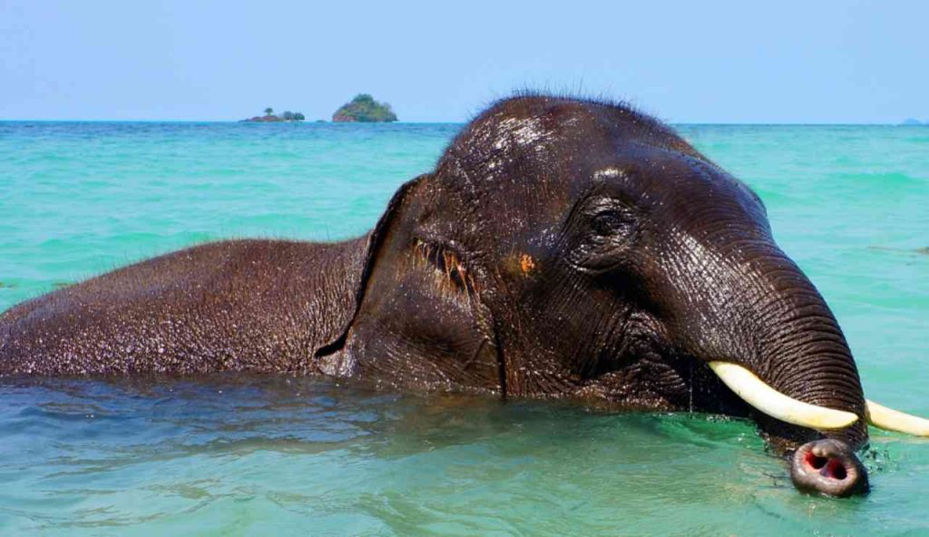 Illustrazione di un elefante in mare (Canva FOTO) - marinecue.it